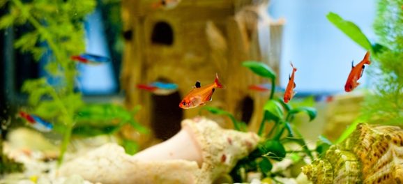 Aquarium verhuizen