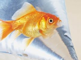 Aquarium vissen verhuizen