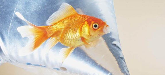 Aquarium vissen verhuizen