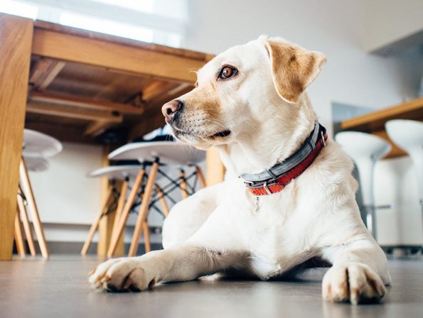 Hond verhuizen