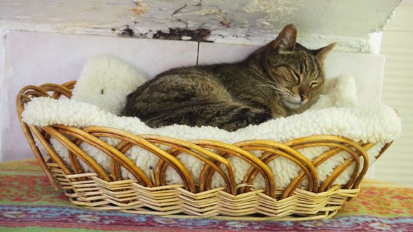 Kat-verhuizen