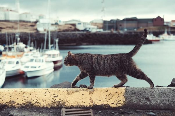 Kat verhuizen naar buiten